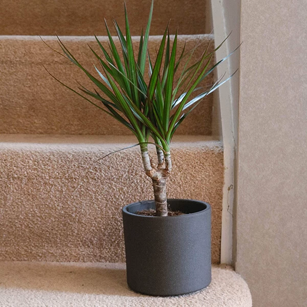 dragon tree 4