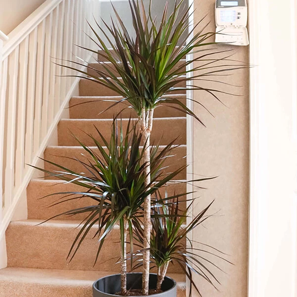 dragon tree 2