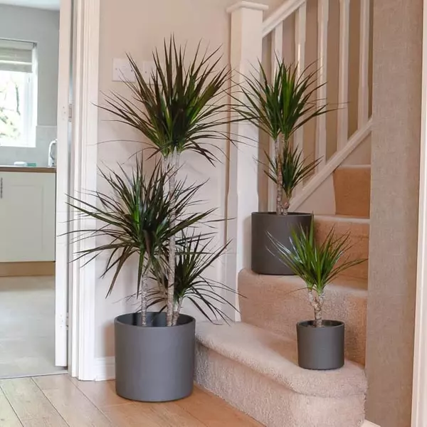 Dragon Tree