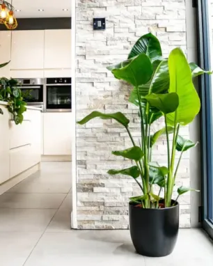 Bird of Paradise Indoor Plant with Large Green Leaves