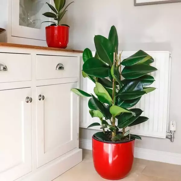 rubber plant