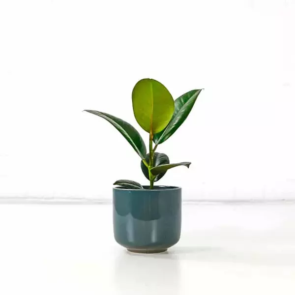 rubber plant ficus elastica robusta