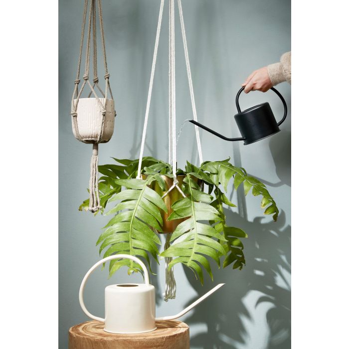 summer plant care tips