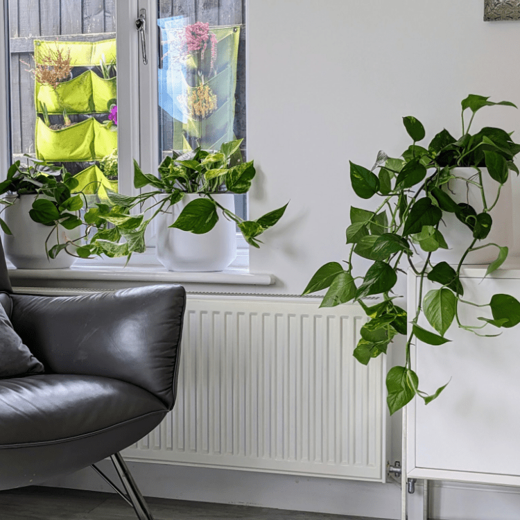 indoor hanging plant