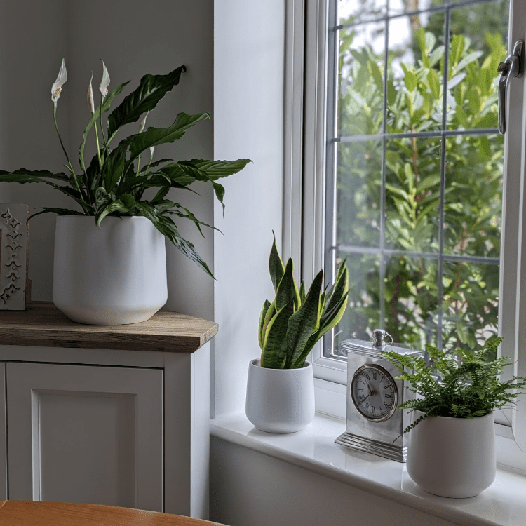air purifier paint