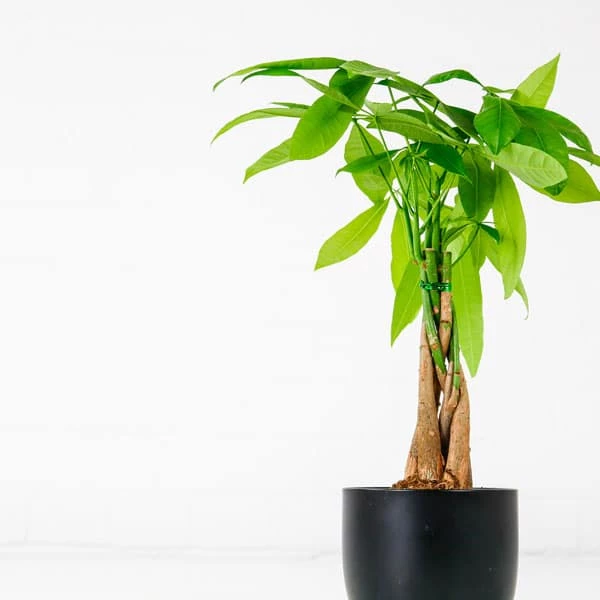 Money Tree