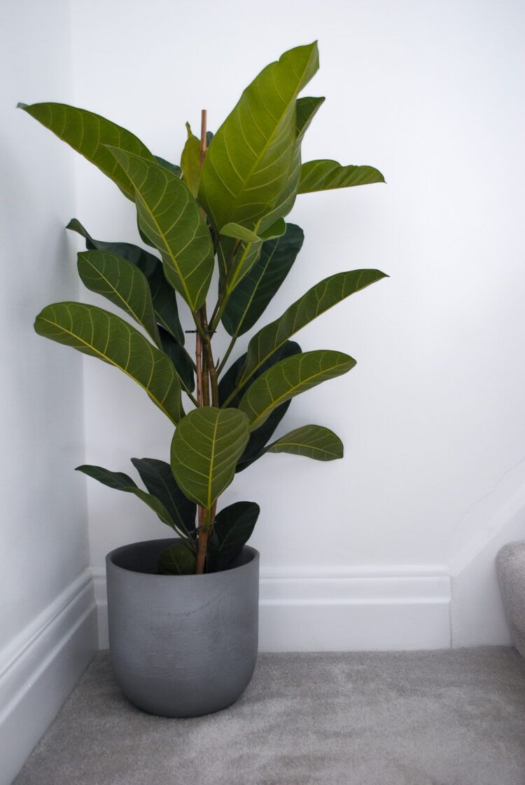 Banyan Fig