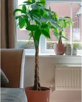 Money Tree Pachira Aquatica Indoor Plant in Pot
