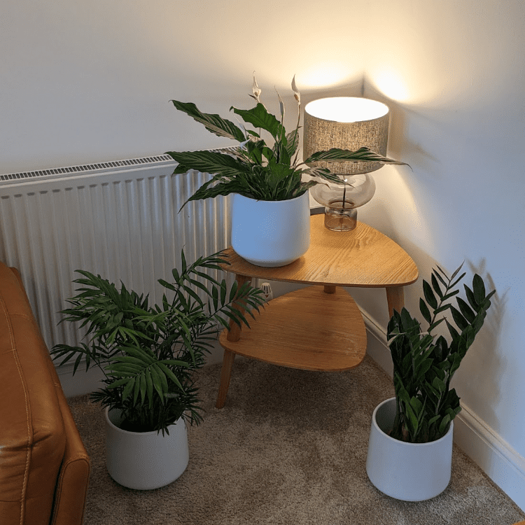Shade Friendly Plant