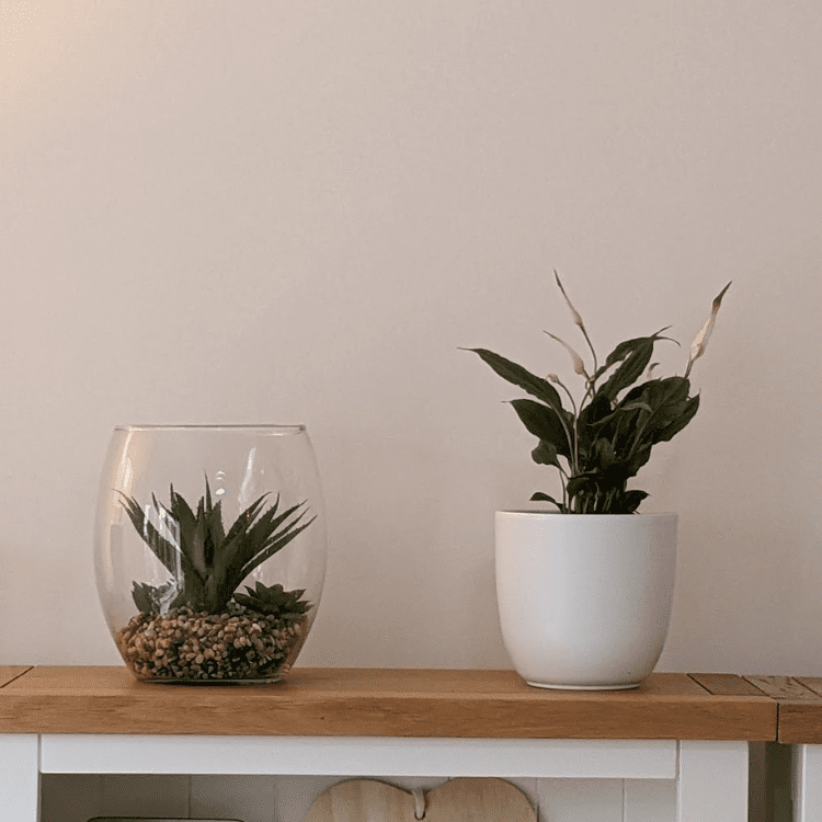 snake plant with pot
