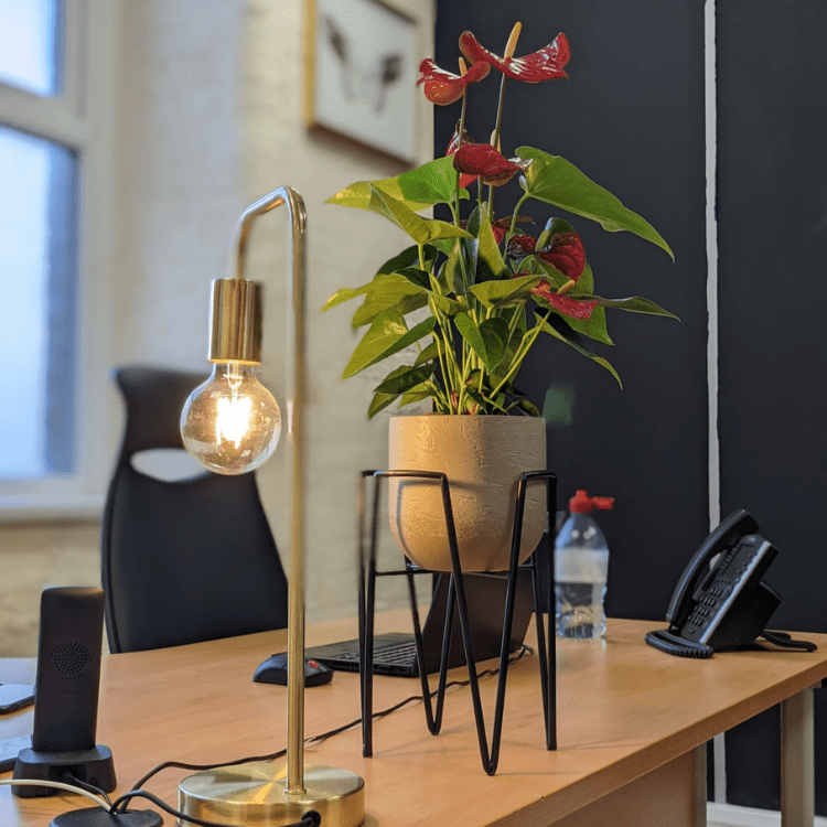 Anthurium Pot and Stand