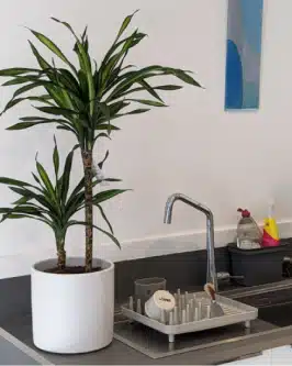 Dracaena Riki indoor plant