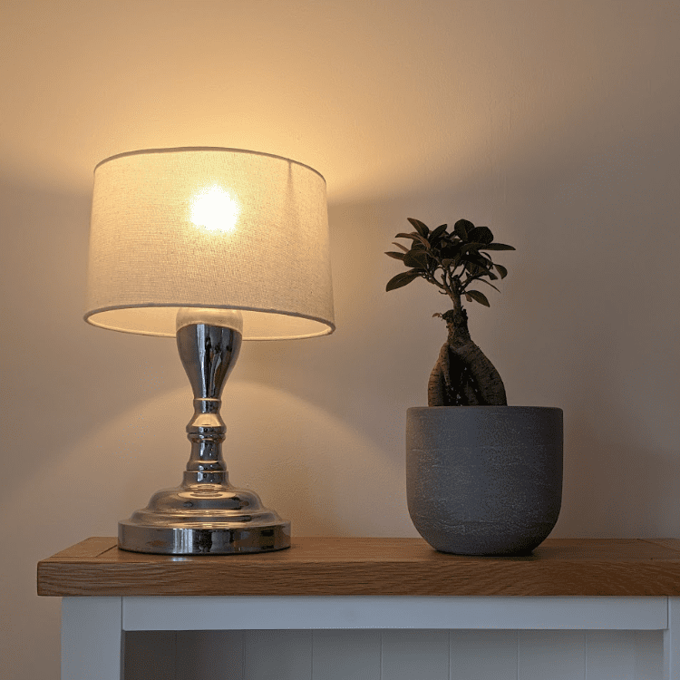 ficus ginseng bonsai & pot
