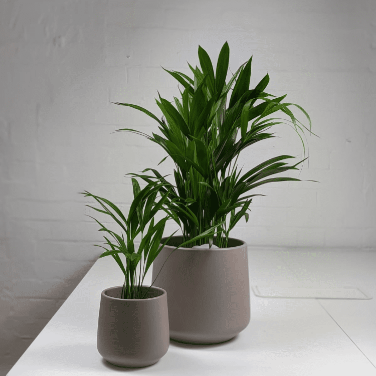 Areca Palm & Pot