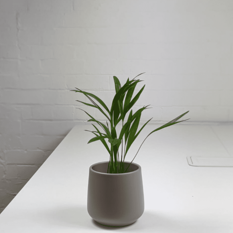Areca Palm & Pot