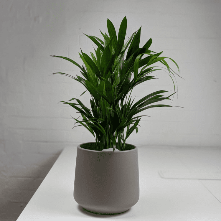 areca palm and pot