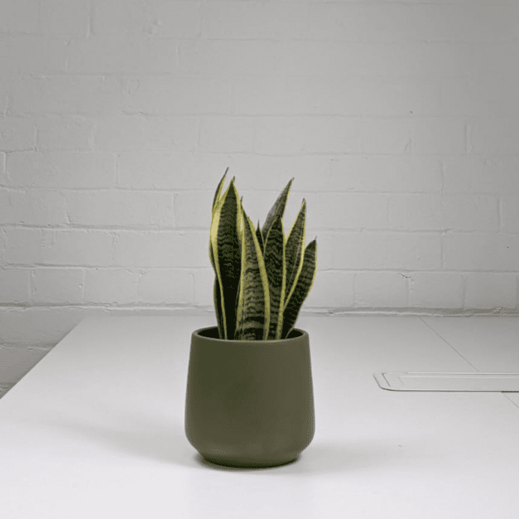 snake plant