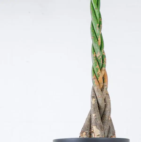 Pachira aquatica