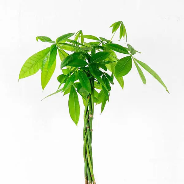 money tree pachira 6