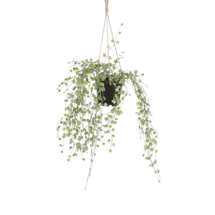 Peperomia Hanger