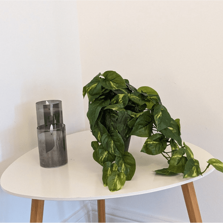 Artificial Pothos Plant
