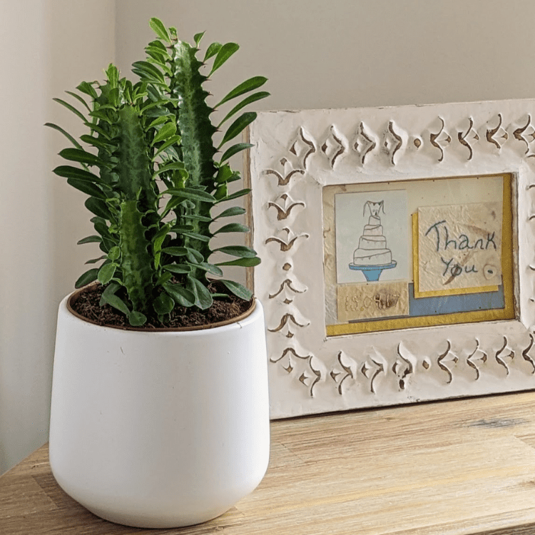 Cathedral Cactus