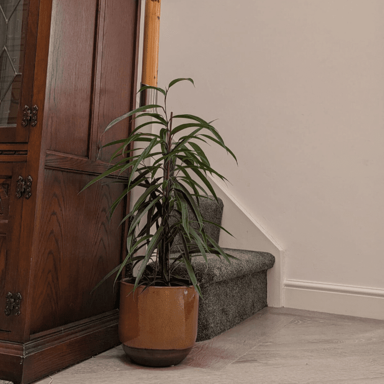 large indoor bamboo plant