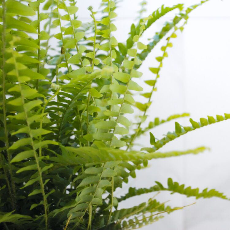 Bathroom Plant Bundle