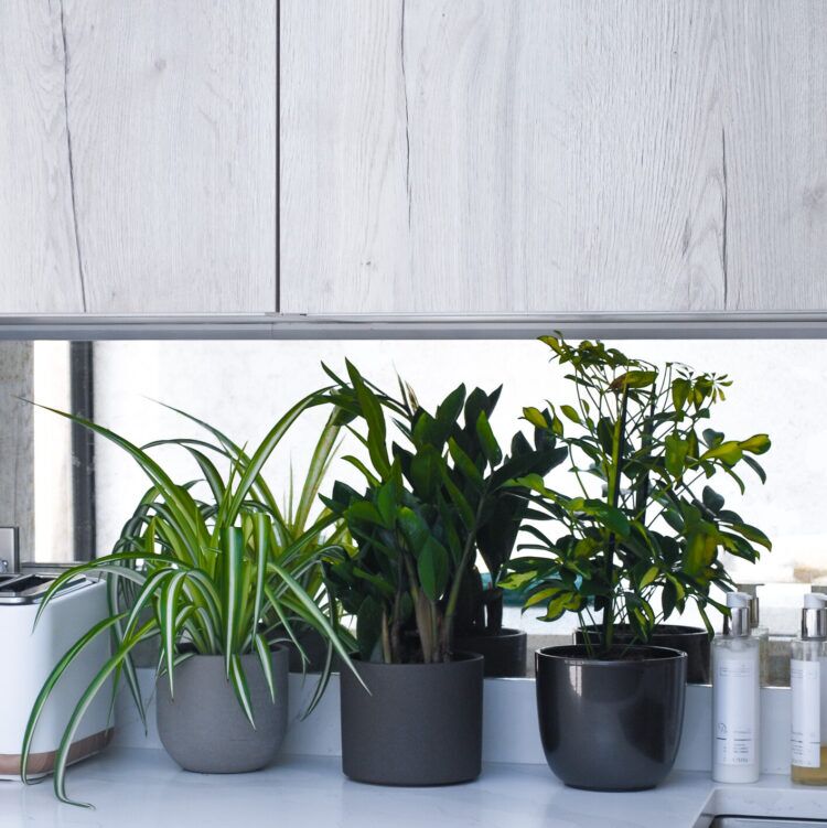plant bundle