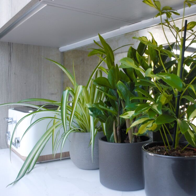 Houseplant