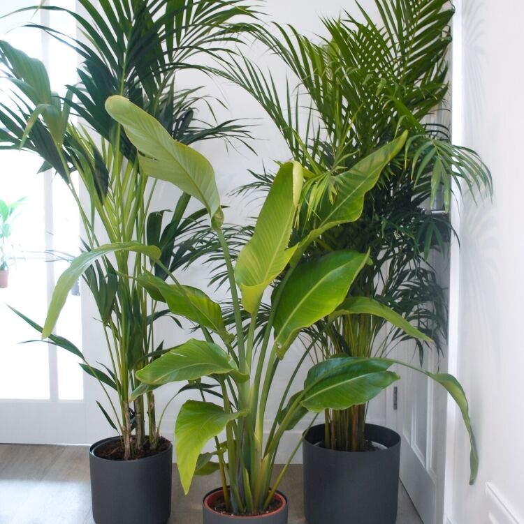 showstopper-plant-bundle