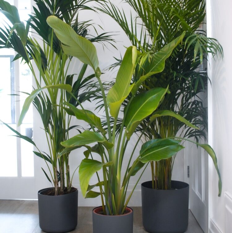 showstopper plant bundle