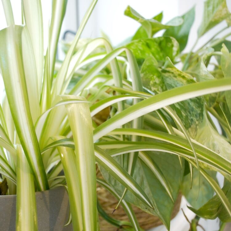 office plant bundel