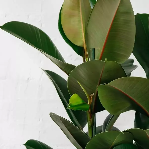large-rubber-plant-ficus-elastica-6 large rubber plant ficus elastica 5