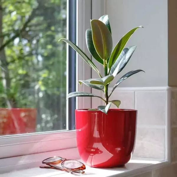 rubber-plant-ficus-elastica-5-1 rubber plant ficus elastica 5-1