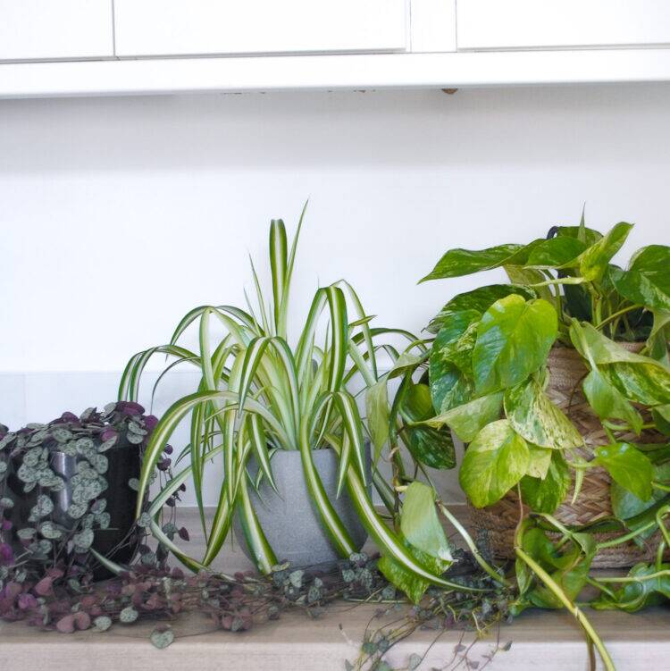 c8a9f50f-f2c6-414e-a9ac-56242966abc5 office plant bundle