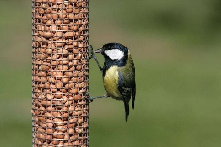Rspb Peanuts