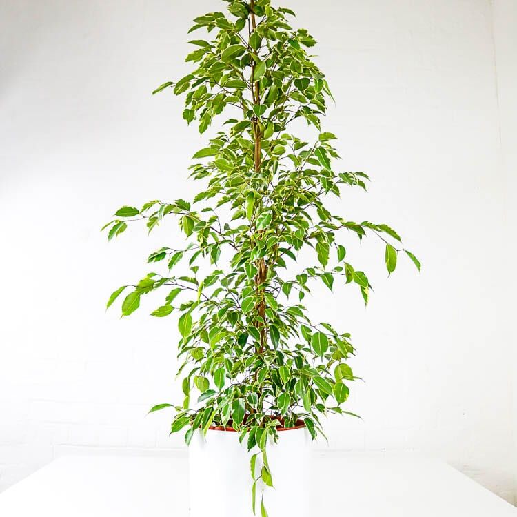 large weeping fig golden king