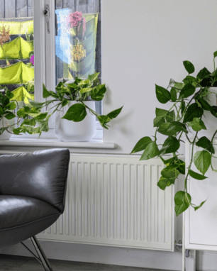 indoor hanging plant