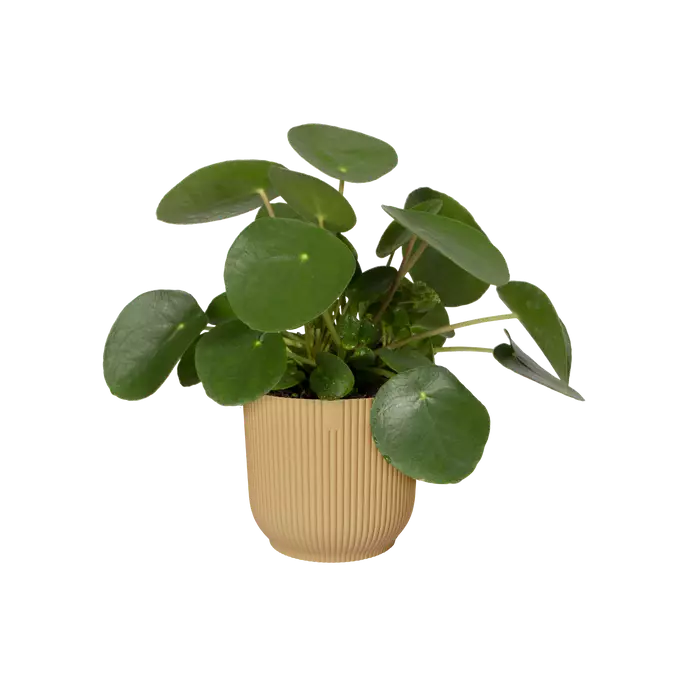 vibes_fold_rond_butter_yellow.n1 elho vipes pot with plant