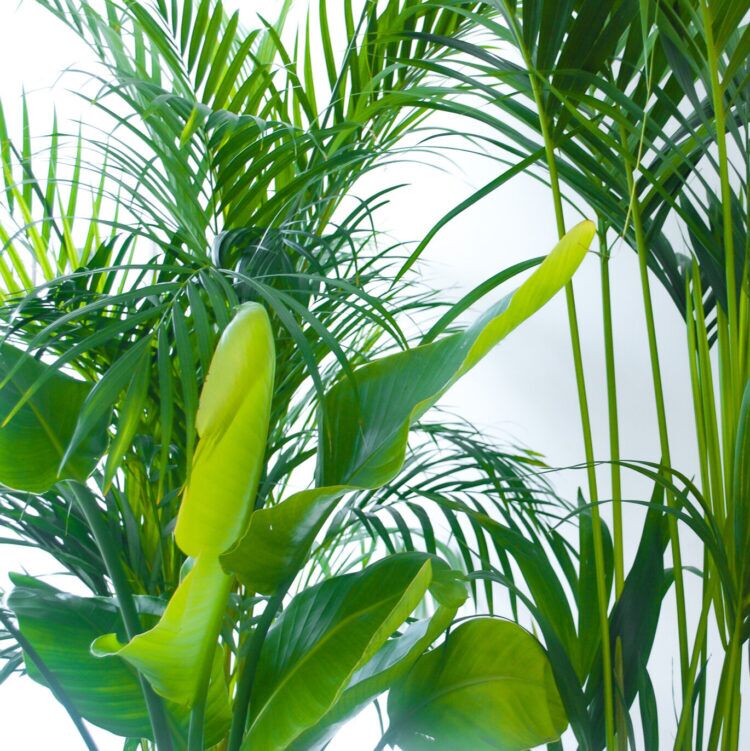 showstopper-plant-bundle-4 Houseplant