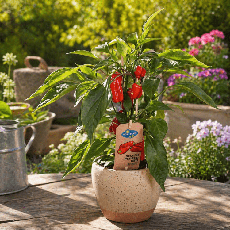 chilly plant Pepper Plant