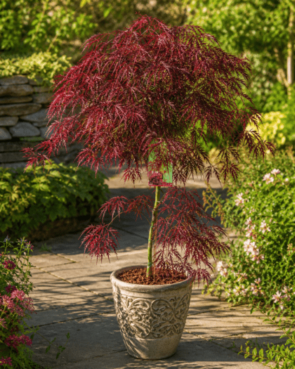 Acer Palmatum