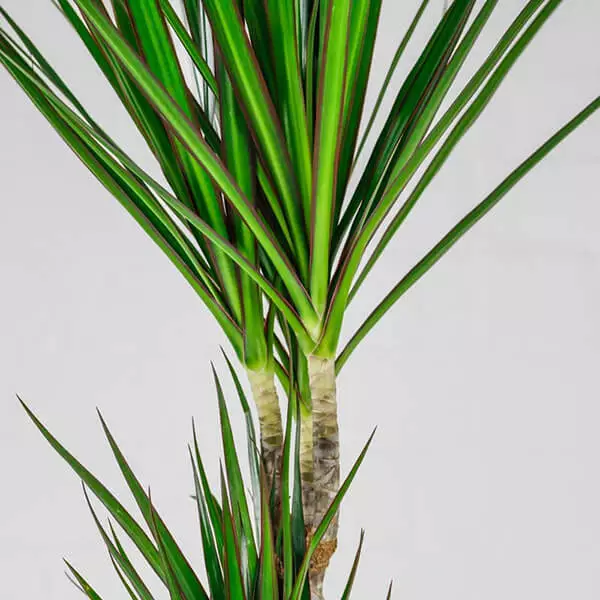dragon-tree-2 dragon-tree-2