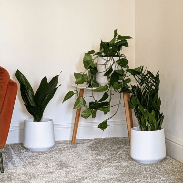 Untitled design-55 Easy care plant set