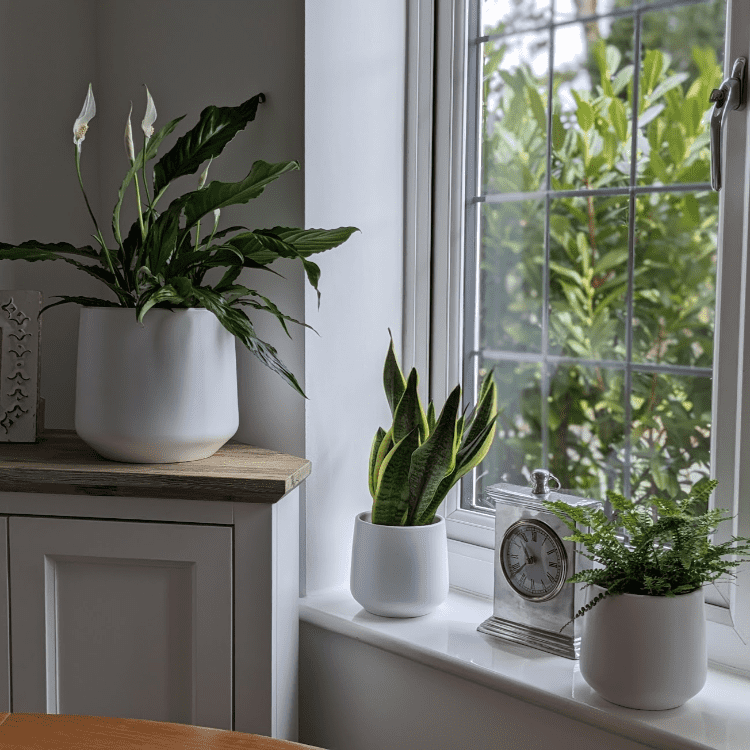 Untitled design-74 air purifier paint