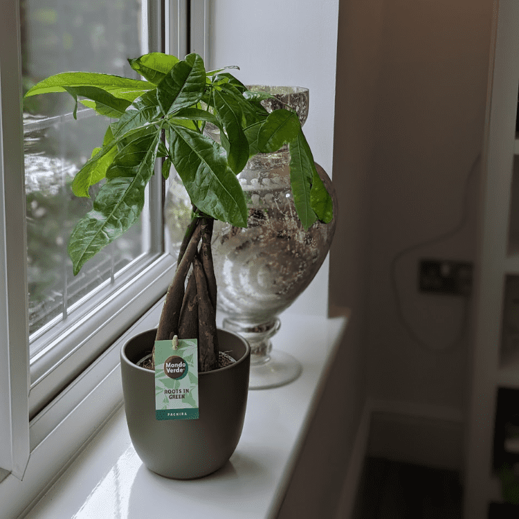 Money Tree and Pot money tree & pot