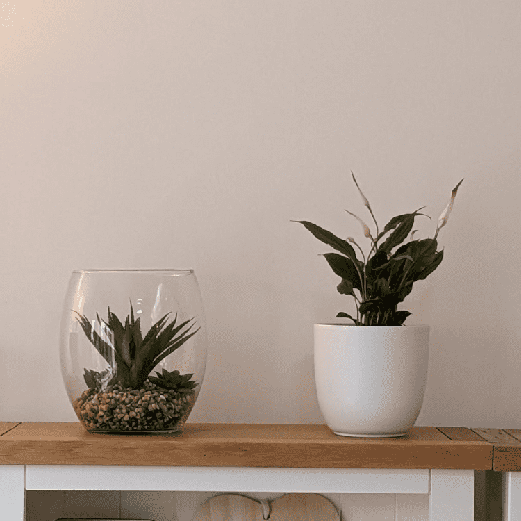 Untitled design-73 snake plant with pot