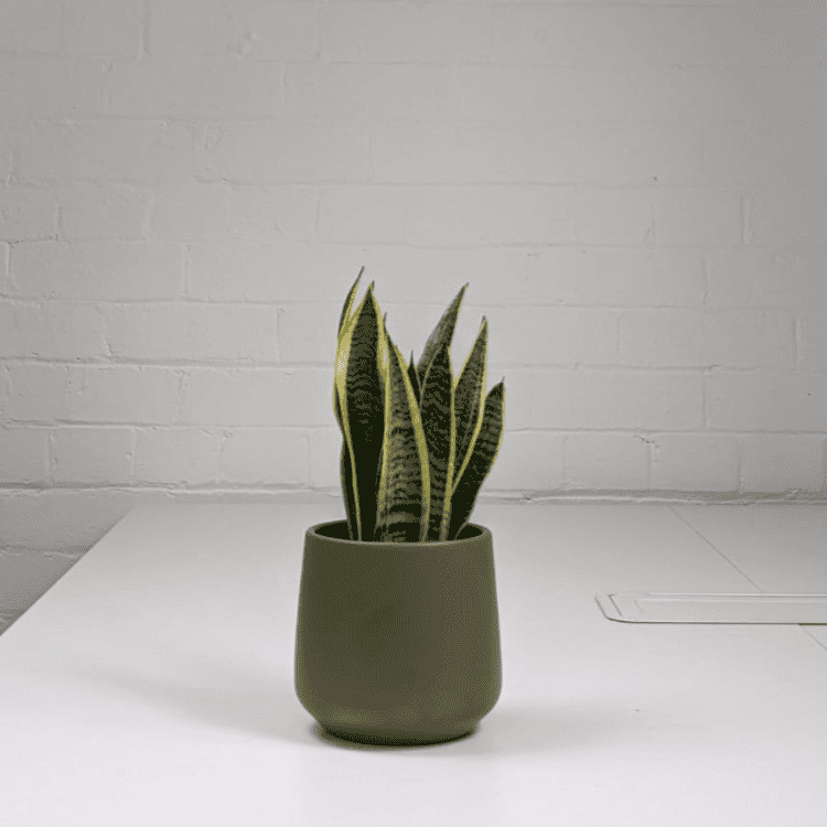 Untitled design-48 snake plant