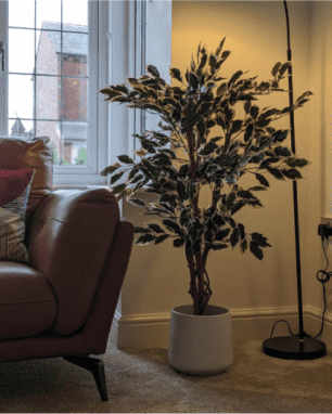 artifical ficus tree